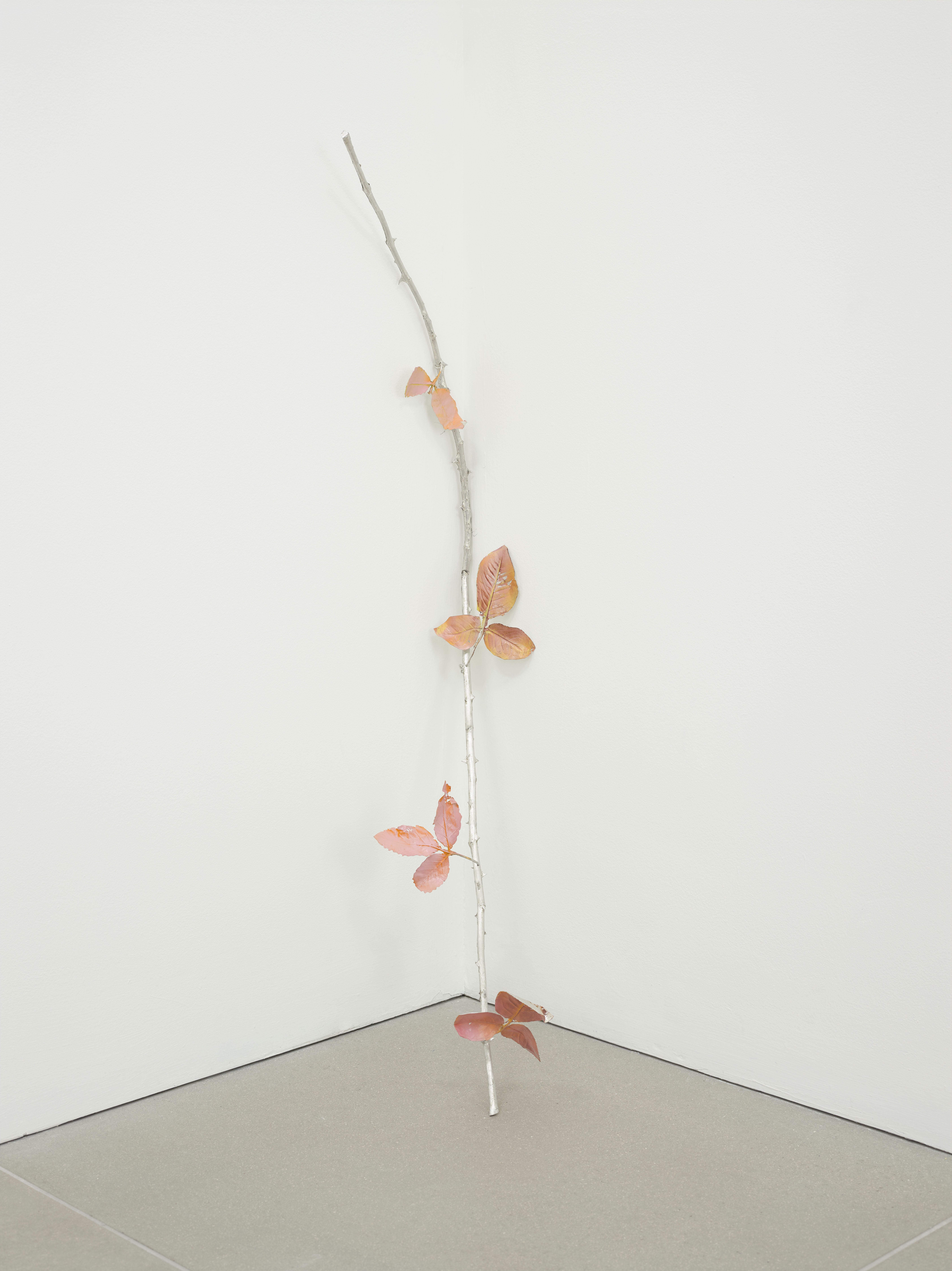 natalie dray