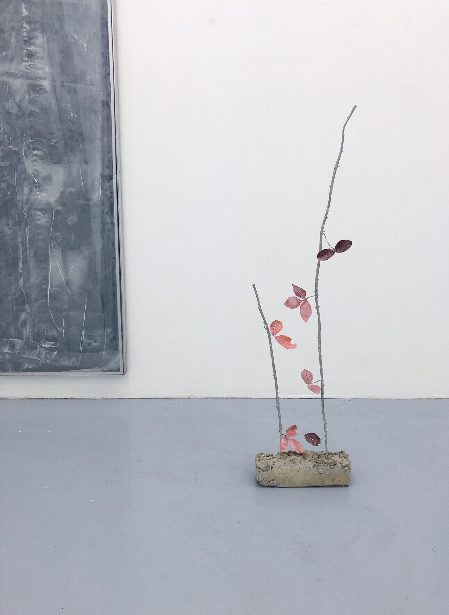natalie dray